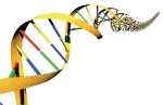 DNA