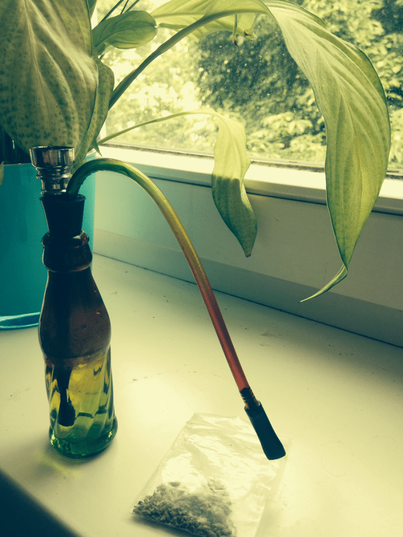 Salvia Weed David Zobrist